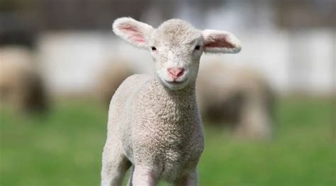 What Is A Baby Sheep Called? - SheepCaretaker