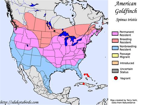 American Goldfinch - Species Range Map