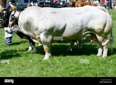 White Bull, Royal Norfolk Show UK Stock Photo - Alamy