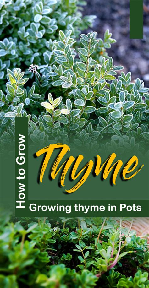 How to Grow Thyme | Growing thyme in Pots | Thyme care - Naturebring