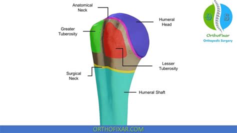 templado erupción en proximal humerus anatomy Lada Dar permiso Tacto