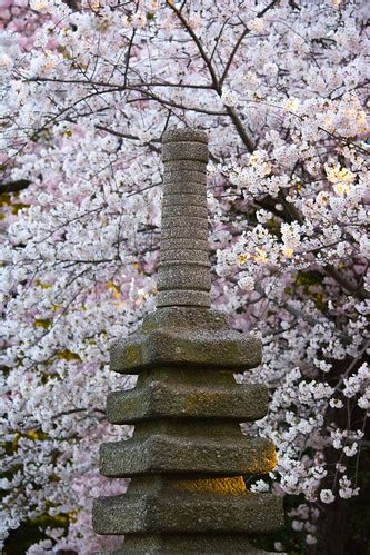 stone lantern among cherry blossoms - Washington DC - 2014… | Flickr