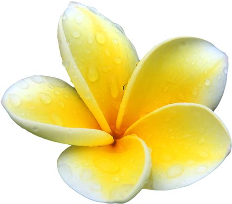 PLumeria PNG Picture