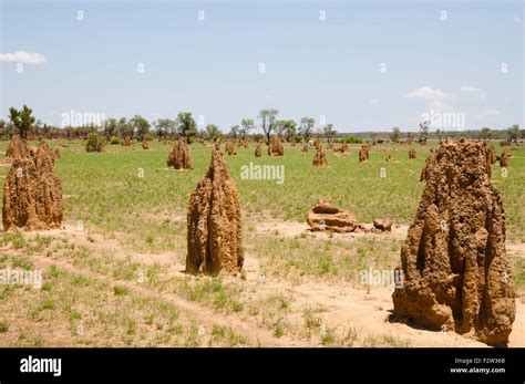 Termite mounds hi-res stock photography and images - Alamy