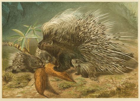 Old World Porcupine – Old Book Illustrations