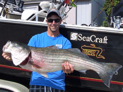 Cape Cod Striped Bass Fishing Charters with Reel Deal Fishing Charters | Striped bass fishing ...