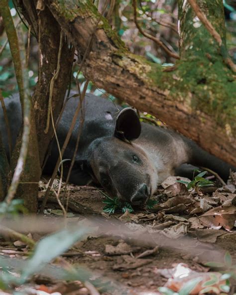 The Ultimate Guide to visit Corcovado national park and Drake Bay - Sun Chasing Travelers