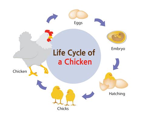 Baby Life Cycle Stages