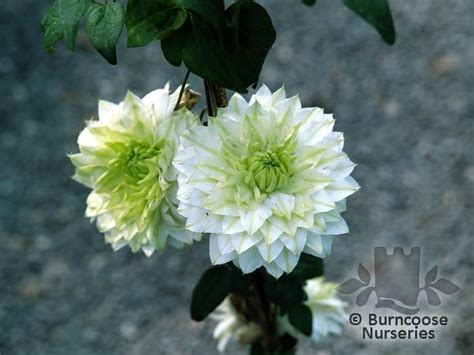 Clematis Florida 'Alba Plena' from Burncoose Nurseries