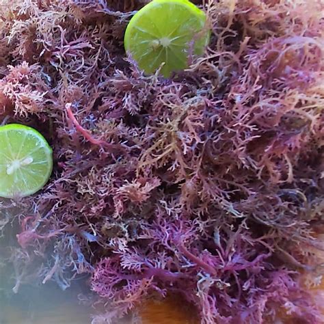 Jamaican Wildcrafted Purple sea moss Chondrus Crispus Real | Etsy