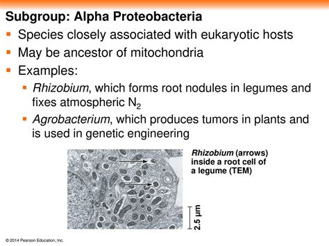 Chapter 27 - Bacteria & Archaea - ppt download