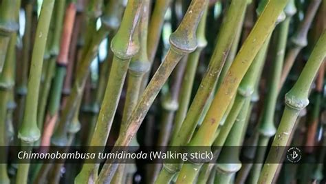 Bamboo Species Identification: A gallery of grasses - Bambu Batu