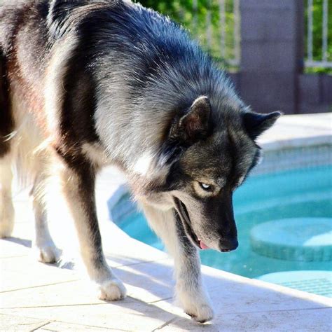 23 Siberian Husky Colors & 17 Unique Markings (+ Pictures)