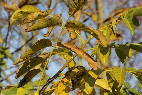 Walnut Tree Leaves Fall - Free photo on Pixabay - Pixabay