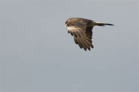 Chimango Caracara Phalcoboenus / Milvago chimango)