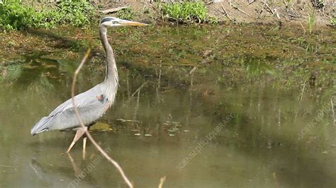 Great blue heron hunting - Stock Video Clip - K008/0431 - Science Photo Library