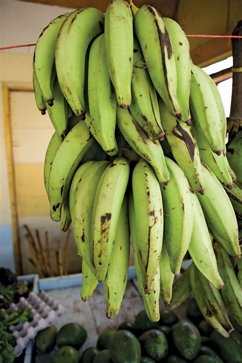 Plantain | Description, Uses, History, & Facts | Britannica