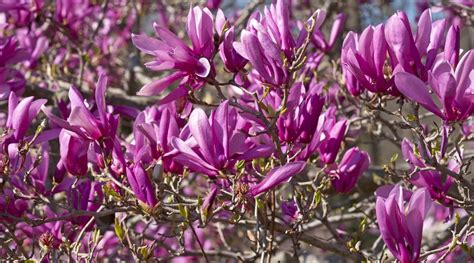 9 Different Types of Purple Flowering Magnolia Tree Varieties