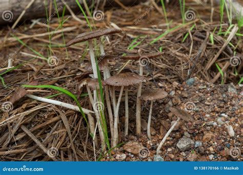 Mushrooms Grow on Old Straw Stock Photo - Image of nature, grain: 138170166