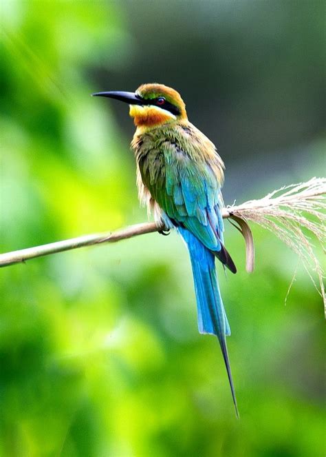 blue, yellow, and green long beaked bird on branch at daytime | Bird, Bird pictures, Bird wallpaper