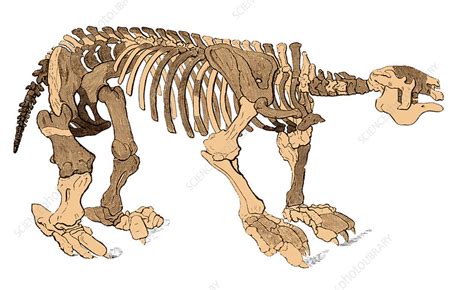 Megatherium Skeleton, Illustration - Stock Image - C044/6451 - Science Photo Library