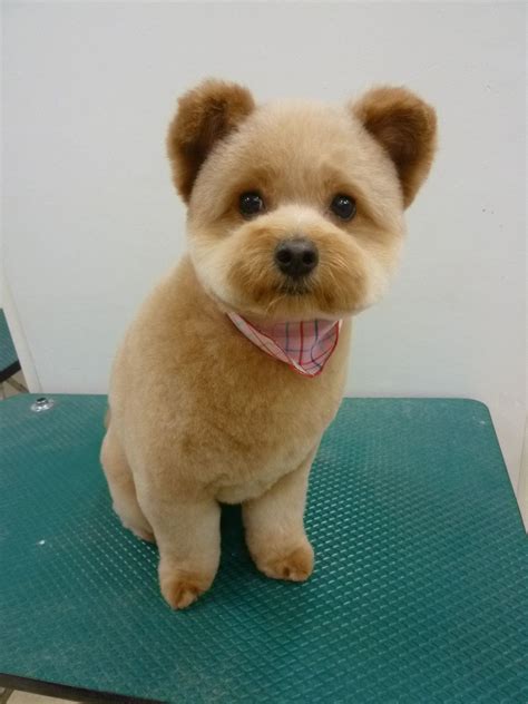 Nothing found for Category Gallery | Teddy bear dog, Dog grooming, Dog ...