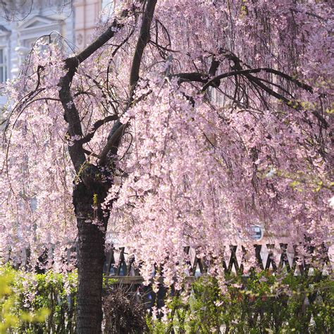 Higan Cherry Tree: Plant Care & Growing Guide