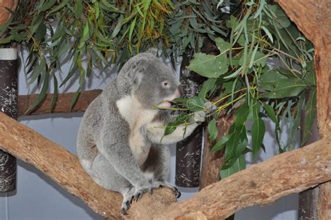 Koala Bear Eating Eucalyptus Leaves Stock Photo - Image of soft, koala: 15781392