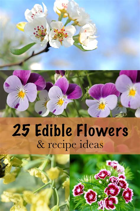 25 Edible Flowers & Recipe Ideas - Golden Thyme Homestead