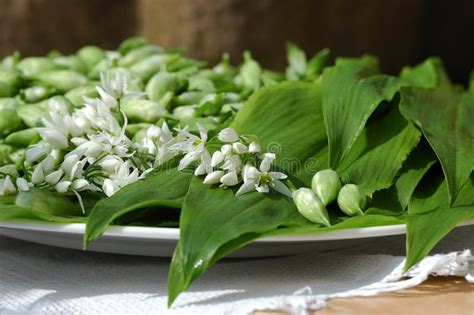 Ramson leaves and flower stock photo. Image of leaf, seasoning - 39448084