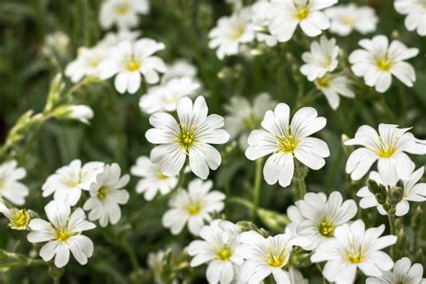 Snow-in-Summer Plant Care: How to Grow the White Perennials - 2024 ...