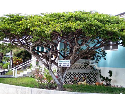 Tree of Life - The Lignum Vitae Tree | The Florida Keys Real Estate ...