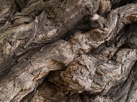 Rough Bark on the Trunk of an Old Acacia Tree Stock Photo - Image of closeup, plant: 172397546