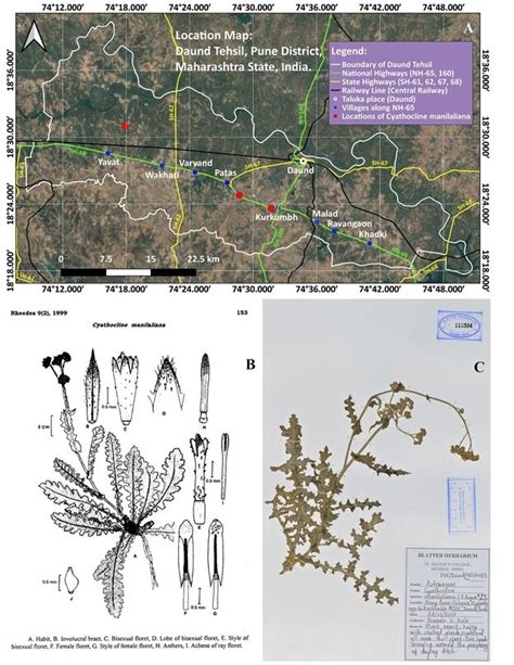 A -Location Map of Daund Taluka; B. Original illustration (Lectotype ...