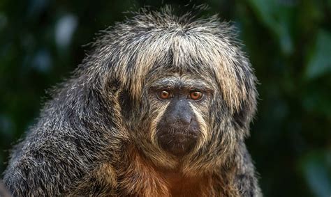 White-Faced Saki - Los Angeles Zoo and Botanical Gardens