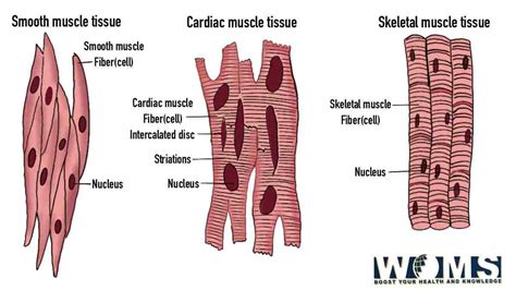 Cardiac Muscle Structure