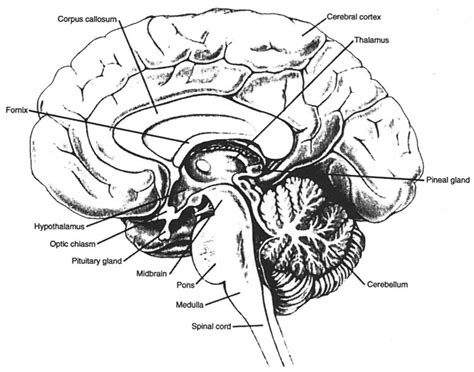 Brain Midsagittal View Labeled