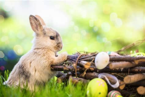 Lapin de Pâques en bois, une tradition née en Allemagne