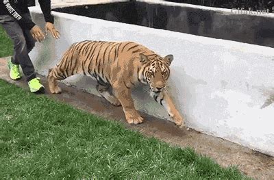 Funny animal gifs - part 220 (10 gifs) | Amazing Creatures