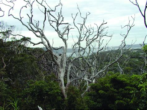 The impact of Phytophthora cinnamomi causing dieback of Angophora ...