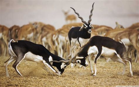 Gujarat Wildlife Tour - Blackbuck National Park - Velavadar