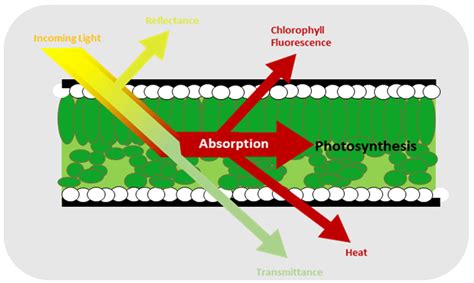 Chlorophyll In Plants Diagram