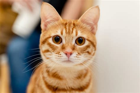 Seizures in Cats: Causes and Treatment Options | FirstVet