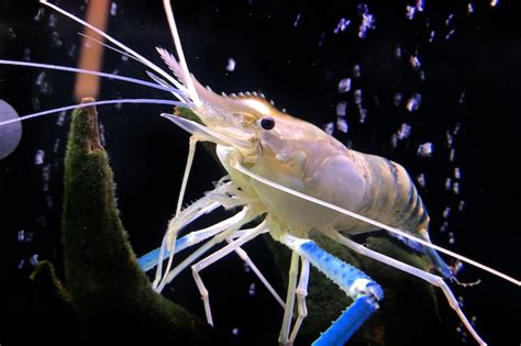 Premium Photo | Giant freshwater prawn or giant river shrimp in tank.