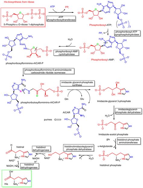 Biosynthesis Of Amino Acids Biology LibreTexts, 42% OFF