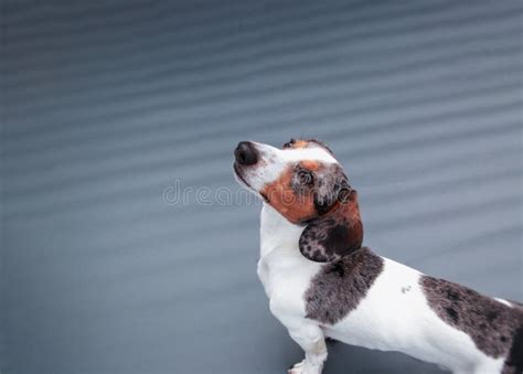 688 Piebald Dachshund Stock Photos - Free & Royalty-Free Stock Photos from Dreamstime