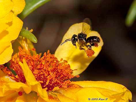 Australian Native Stingless Bees