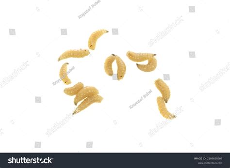 Fly Larvae On White Isolated Background Stock Photo 2193658507 ...