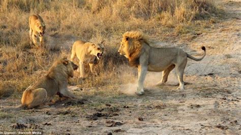 lions fighting for territory Gallery | Power animal, Lion photography ...