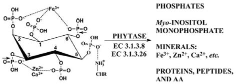 6-Phytase